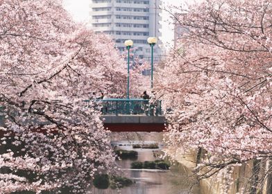 A bridge, swallowed by cherry blossom.