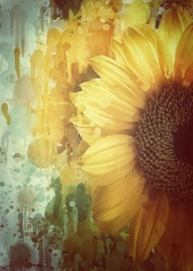 Sunflower Splash 