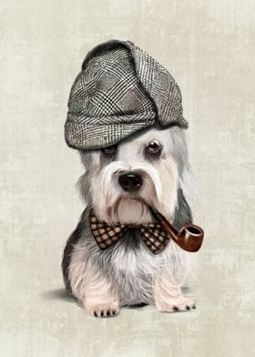 Portrait of elegant Dandie Dinmont Terrier, a small Sco ... 