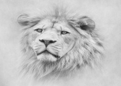 Lion portrait