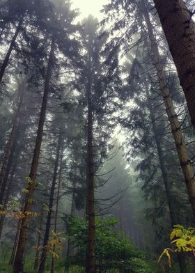 German forest in Hartz