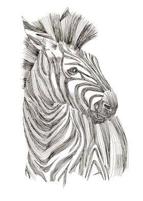 Zebra. Equus quagga.
