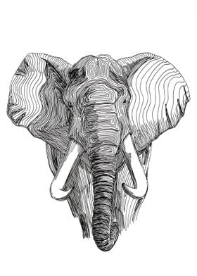Elephant. Loxodonta africana.