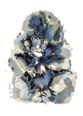 Japanese Macaque. Macaca fuscata.