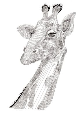 Giraffe. Giraffa camelopardalis.