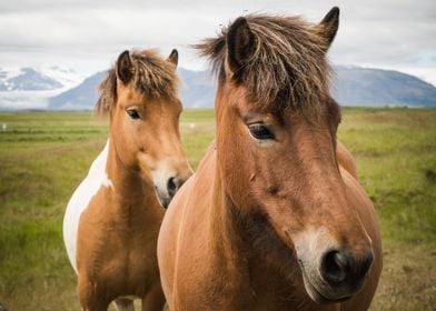Two Icelandic horses with mountains and glaciers in the ... 