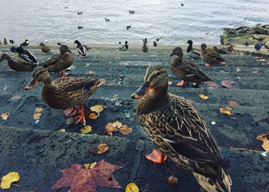 Ducks showing their photogenic sides.