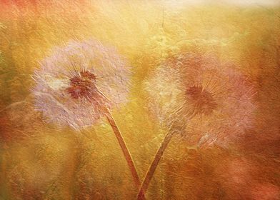 Distressed abstract of two dandelions