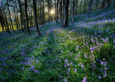 Sunset over the Bluebells in the woods near Margam Coun ... 