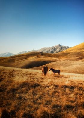 Day light - Mountain horses