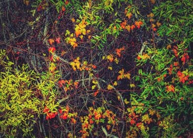 red yellow orange and green leaves background