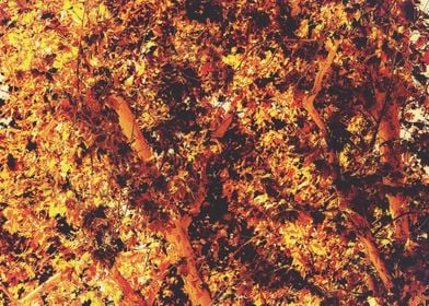 autumn leaves texture with golden light abstract backgr ... 