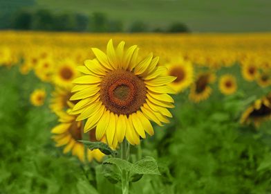 A field of vibrant golden yellow sunflowers in Central  ... 