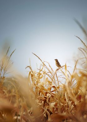 bird on cornfield