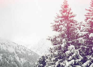 Trees covered in snow