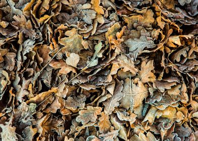 Autumn leaves on a frosty morning. Canon 5D Mk3, EF24-7 ... 