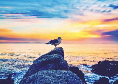 bird on the stone with ocean sunset sky background