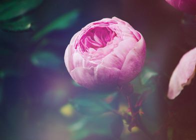 A pink rosebud blooming