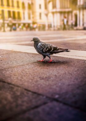 Pigeon on the streets of Venice