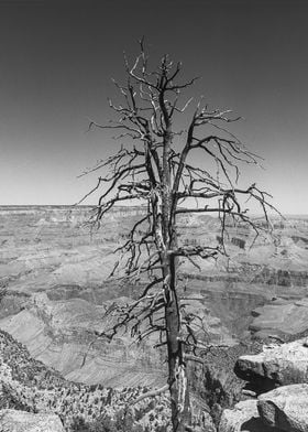 A withered old tree in the Grand Canyon.