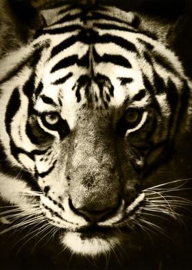 Tiger Glance