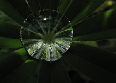 Waterdrop on Lupine