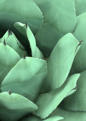 CACTUS II-2. Photography of cactus, digital colored.©20 ... 