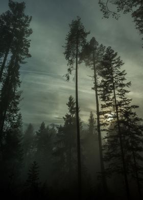 Secret in the Fog | Photography, 2016, Nikon D750