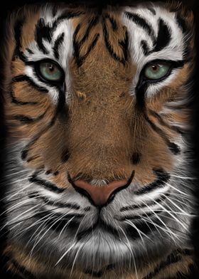 Tigers gaze...