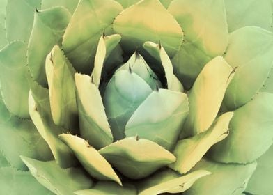 CACTUS IV. Photography of a beautiful cactus, digital c ... 