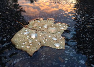 Raindrops on a Fallen Leaf