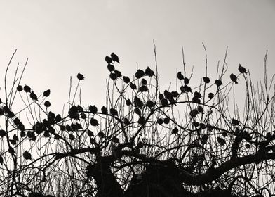 Silhouettes of Bohemian Waxwings in tree.