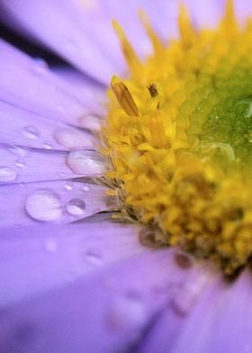 Floral Macro