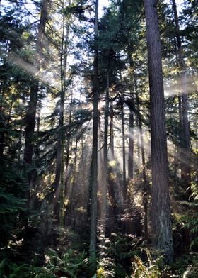 The Presence • Tolinda Trail Oregon