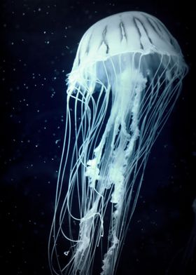 underwater cosmos