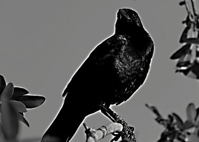 Stark dark toned digital art of a black bird on a tree  ... 