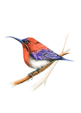 Bird: Sunbird