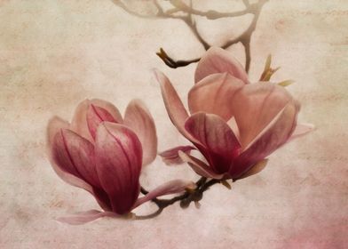 beautiful magnolia in vintage look