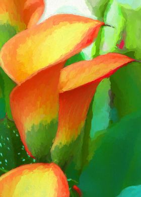 colored calla lily in the garden