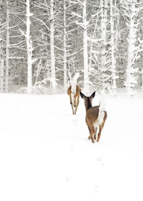 Doe in Winter - These hungry doe wandered into my yard  ... 