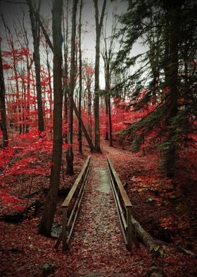 Bridge Through Red Forest