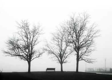 Three trees, and bench, and a pier photographed on a mi ... 