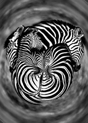 Around zebras 