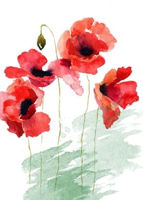 Poppies 01