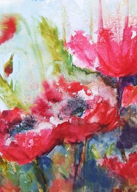 Poppies 06