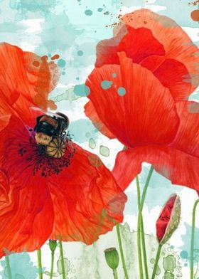 Poppies 02