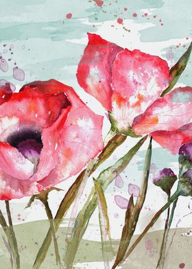 Poppies 05