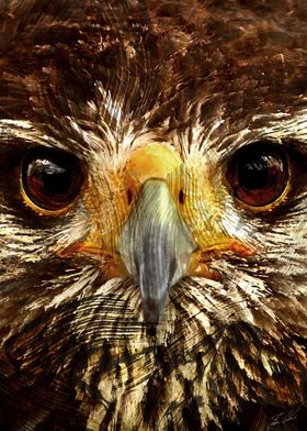 Animals - Eagle