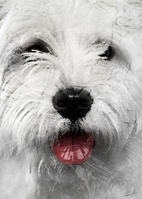 Animals - White dog