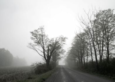 A fog settles over a maple tree-lined country road and  ... 